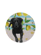 Sand + Paws Tropical Citrus 12 oz scented candle - Signature Scent