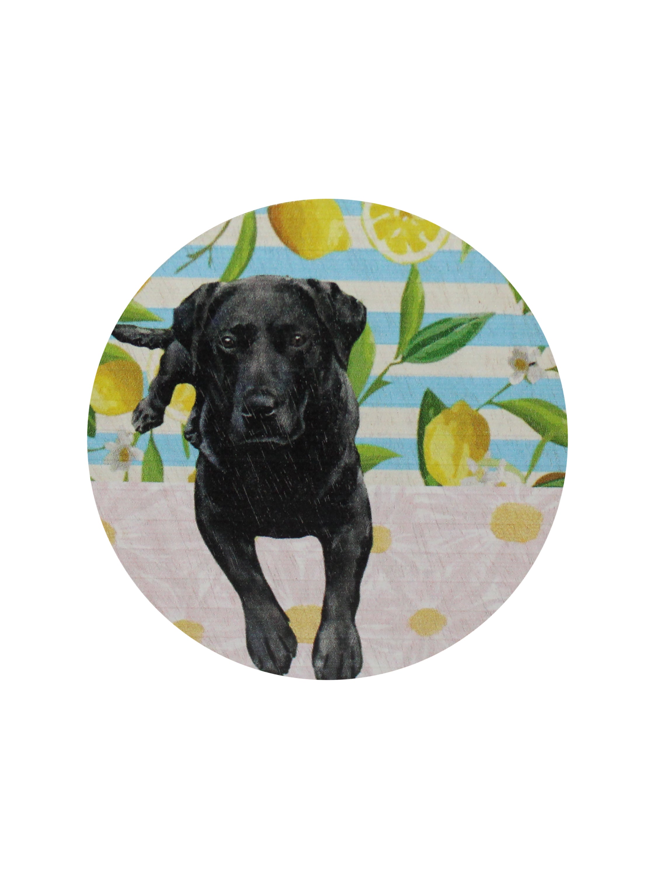 Sand + Paws Tropical Citrus 12 oz scented candle - Signature Scent