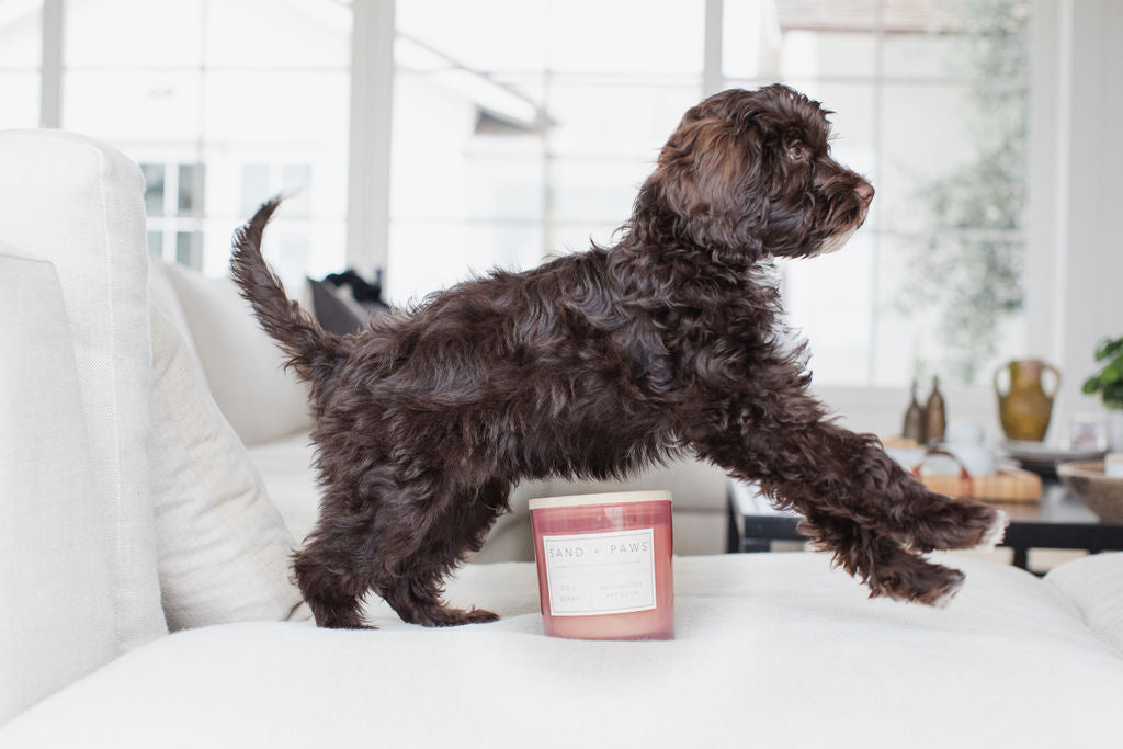 Sand + Paws Goji Berry 21 oz scented candle - Signature Scent