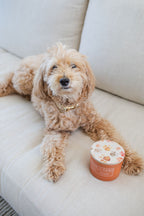 Sand + Paws Pumpkin & Vanilla 12 oz scented candle - Signature Scent
