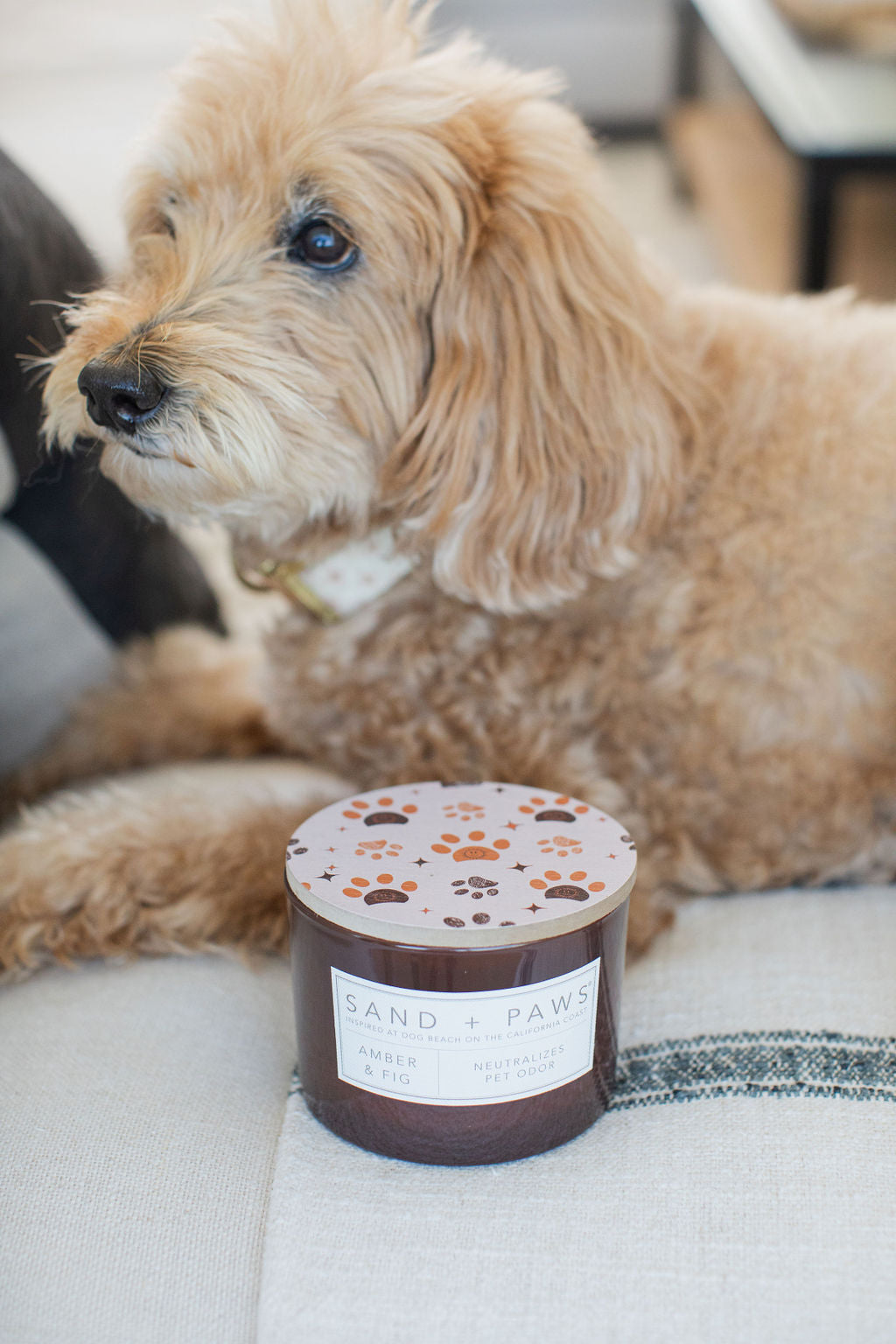Sand + Paws Amber & Fig 12 oz scented candle - Signature Scent
