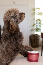Sand + Paws Winter White 12 oz scented candle - Signature Scent