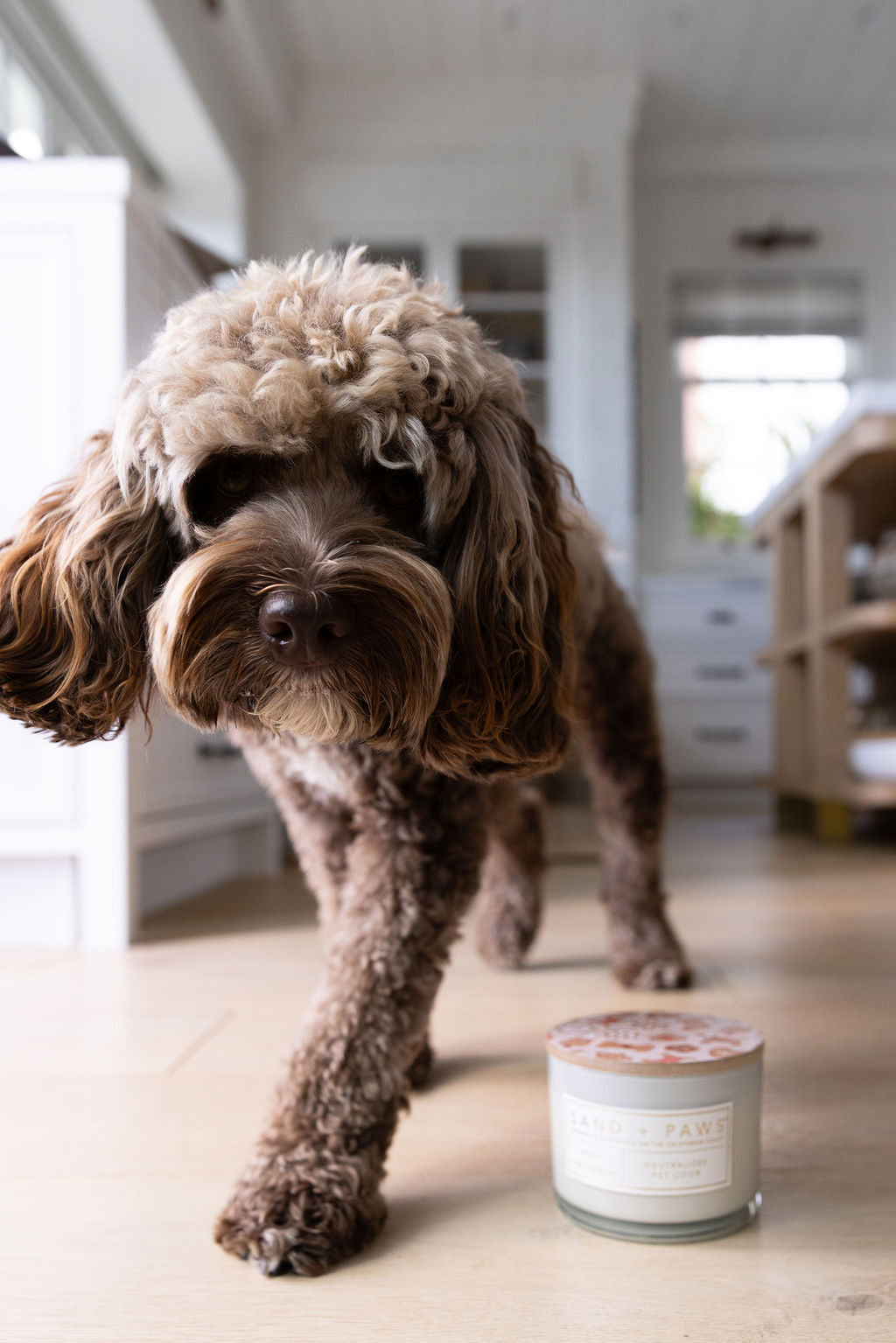 Sand + Paws Spiced Gingerbread 12 oz scented candle - Signature Scent