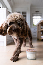 Sand + Paws Spiced Gingerbread 12 oz scented candle - Signature Scent