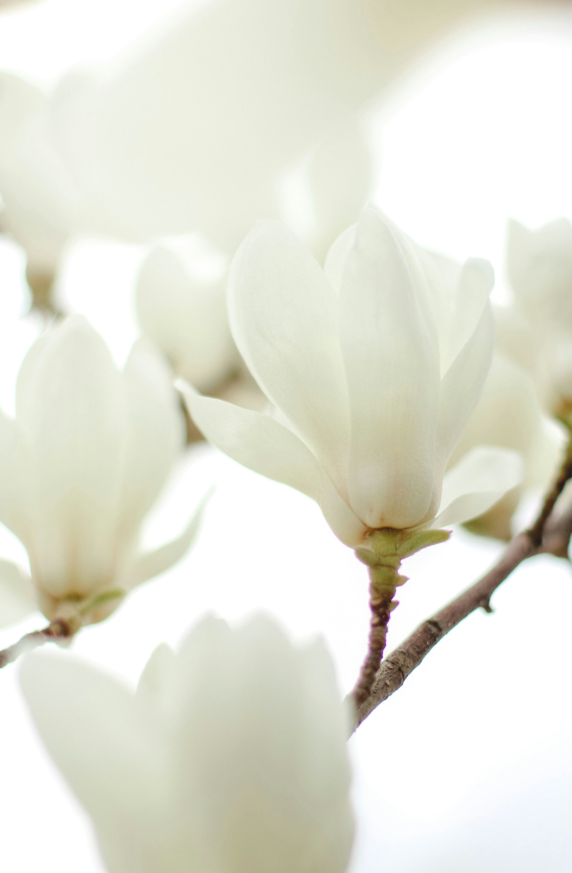 Ivory Bloom 50 ml Perfume Oil Rollerball - Signature Scent