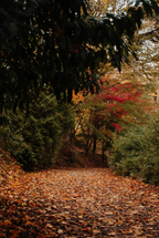 Falling Leaves 43 oz scented candle - Scented Candle