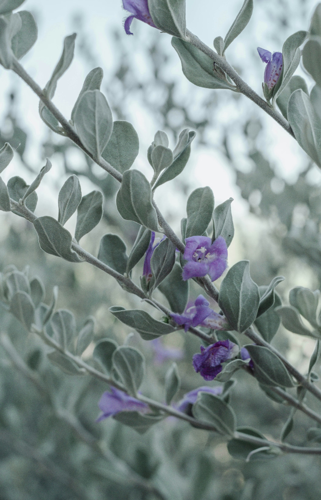 Eucalyptus & Lavender 11 oz scented candle - Scented Candle