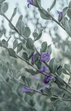 Eucalyptus & Lavender 12 oz scented candle - Scented Candle