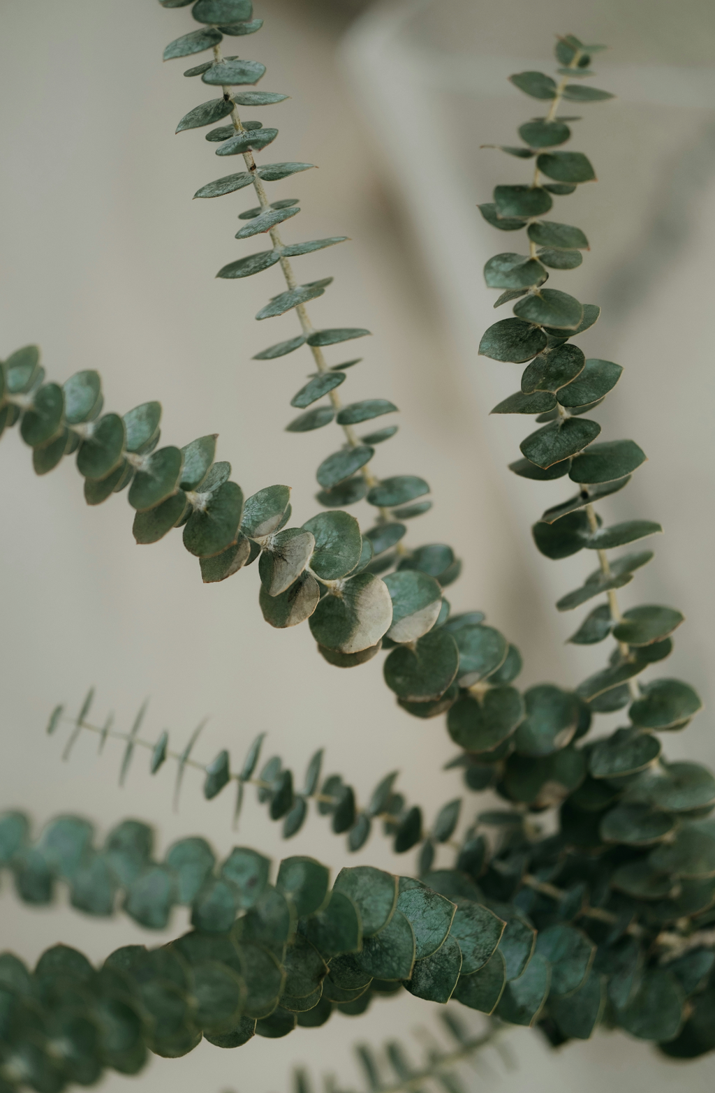 Eucalyptus & Sage 110 ml Reed Diffuser - Everyday Essential