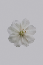 Fresh Jasmine 180 ml Reed Diffuser - Everyday Essential