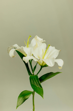 Gardenia 11 oz scented candle - Scented Candle