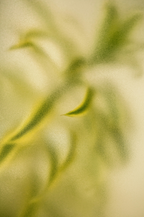 Lemongrass 12 oz scented candle - Scented Candle