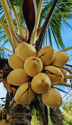 Mango Coconut 32 oz Body Wash - Refreshing Care