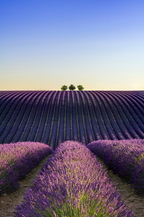 Provence Lavender & Woods 10 oz scented candle - Scented Candle