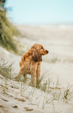 Sand + Paws Sun-n-Fun 12 oz scented candle - Signature Scent