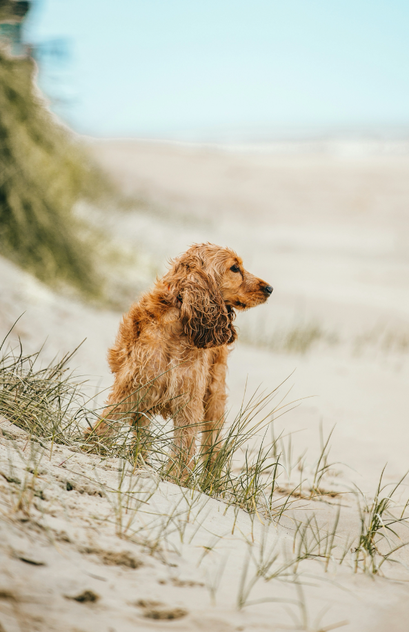 Sand + Paws Sun-n-Fun 12 oz scented candle - Signature Scent