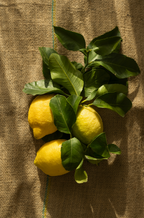 Olive & Lemon 10 oz scented candle - Scented Candle