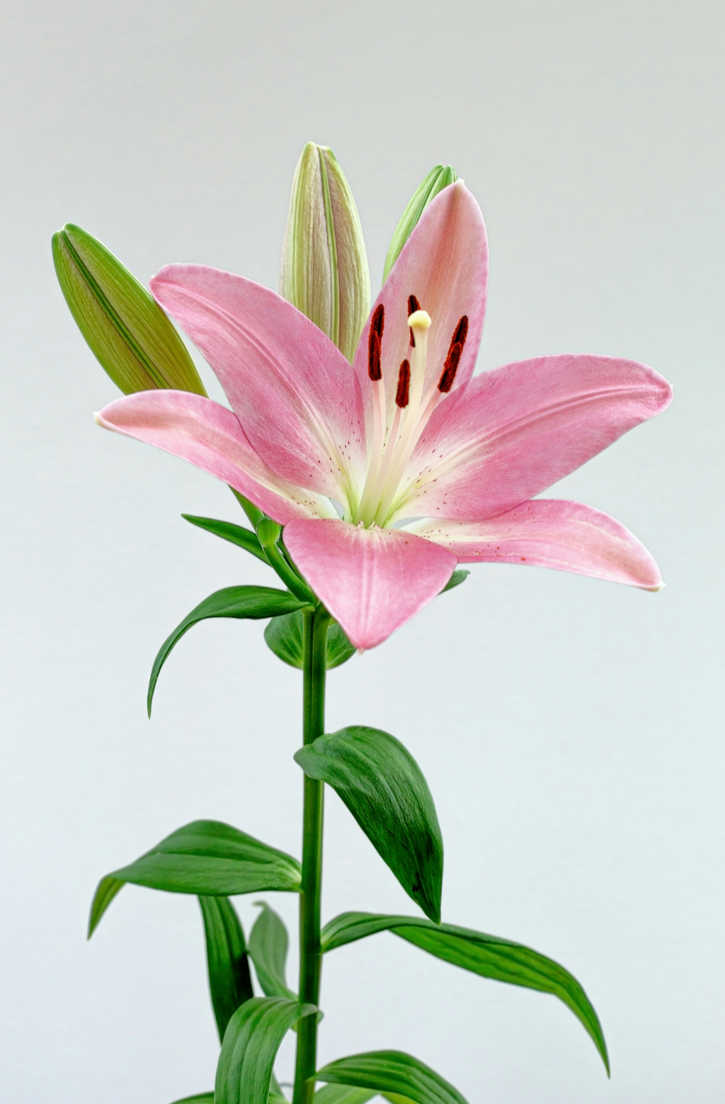Peony & Lily 100 ml Eau de Toilette - Signature Scent