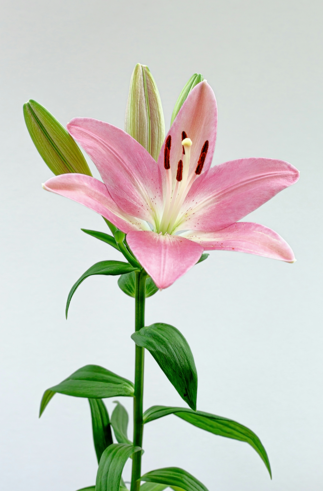 Peony & Lily 100 ml Eau de Toilette - Signature Scent