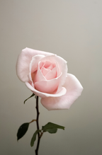 Sweet Rose 50 ml Perfume Oil Dropper - Signature Scent