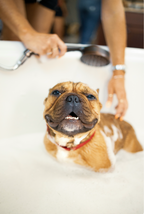 Sand + Paws Pet Shampoo & Conditioner - Vanilla Coconut - Body Care