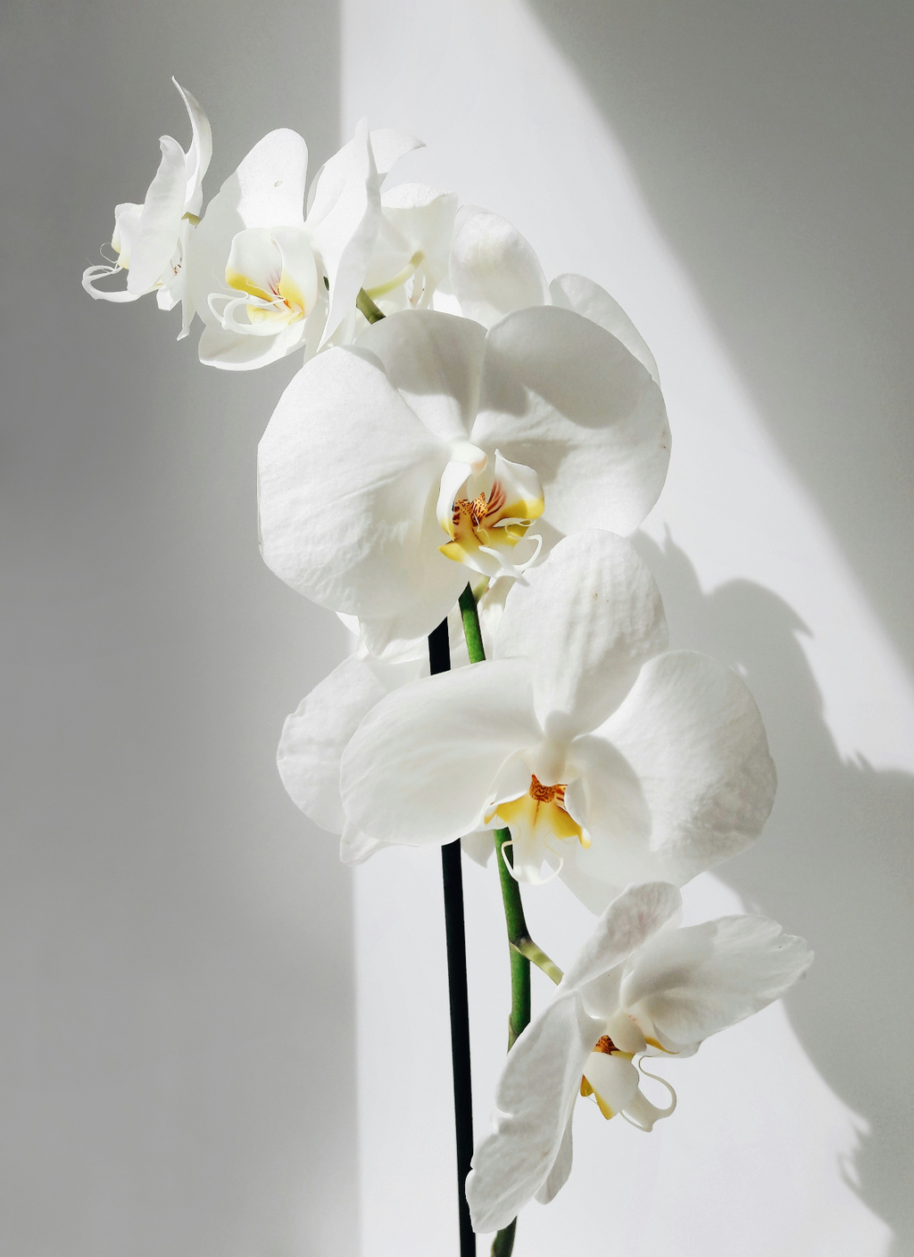 Vanilla Orchid 16.9 oz Whipped Body Butter - Body Care
