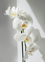 Vanilla Orchid 16.9 oz Whipped Body Butter - Body Care