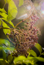 Elderberry Cider 12 oz scented candle - Scented Candle