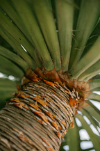 Driftwood & Pineapple 12 oz scented candle - Scented Candle