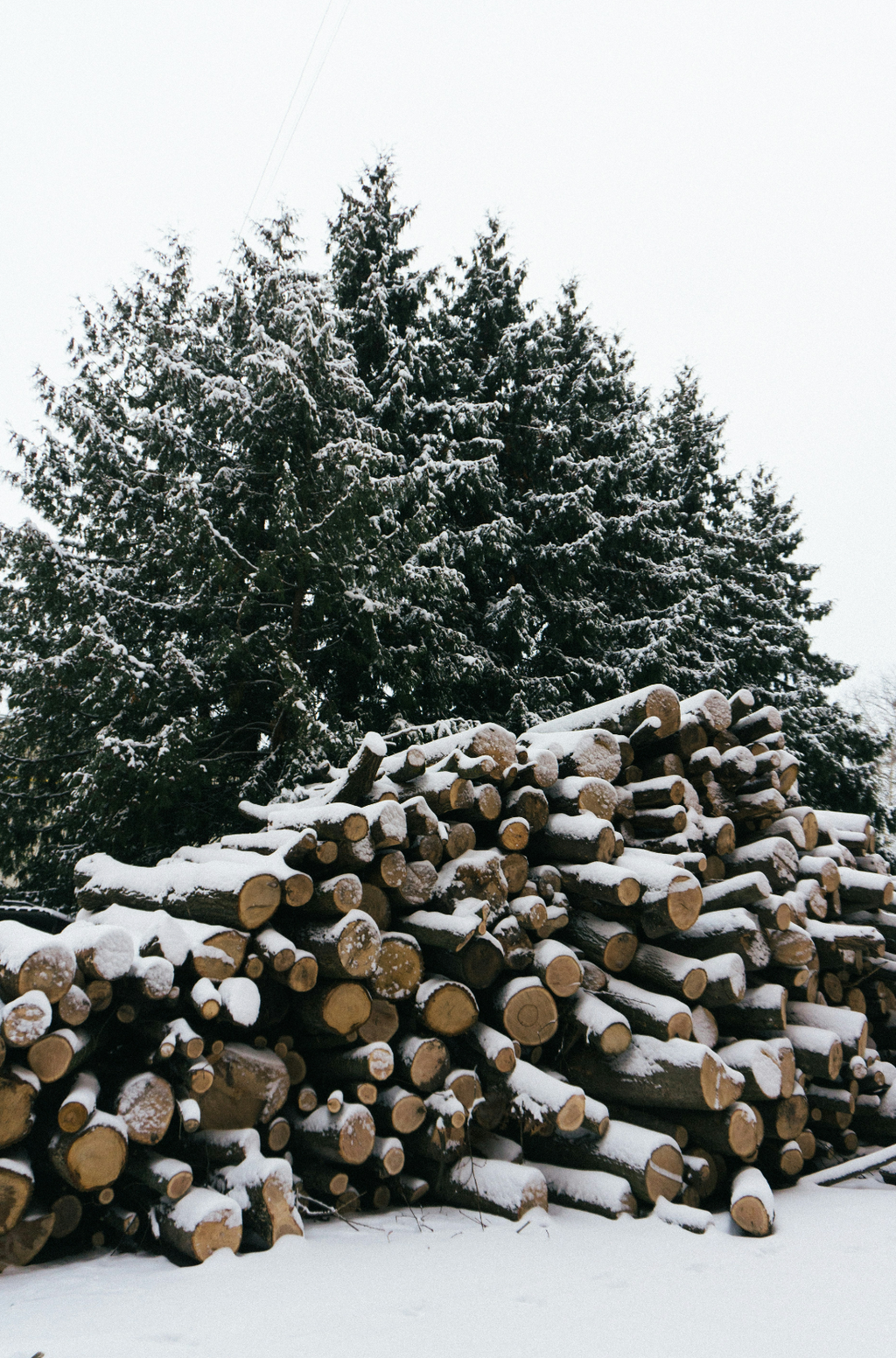 Firewood & Silver Fir 6 oz scented candle - Scented Candle