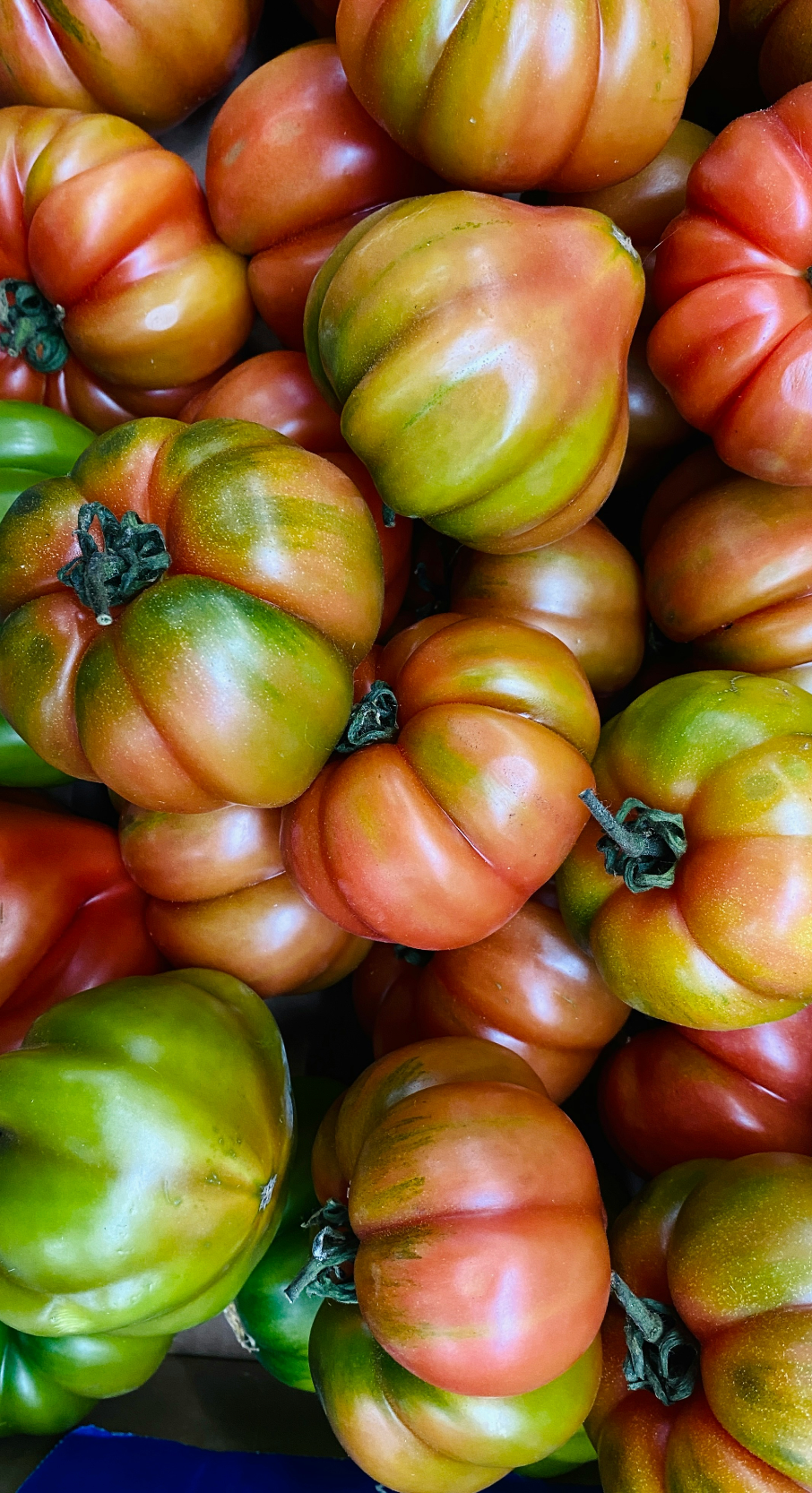 Sicilian Tomato 12 oz scented candle - Scented Candle