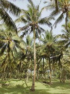 Balinese Coconut 106 ml Shimmer Hair & Body Perfume - Signature Scent