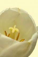 White Tulip 50ml Perfume Oil Rollerball - Signature Scent