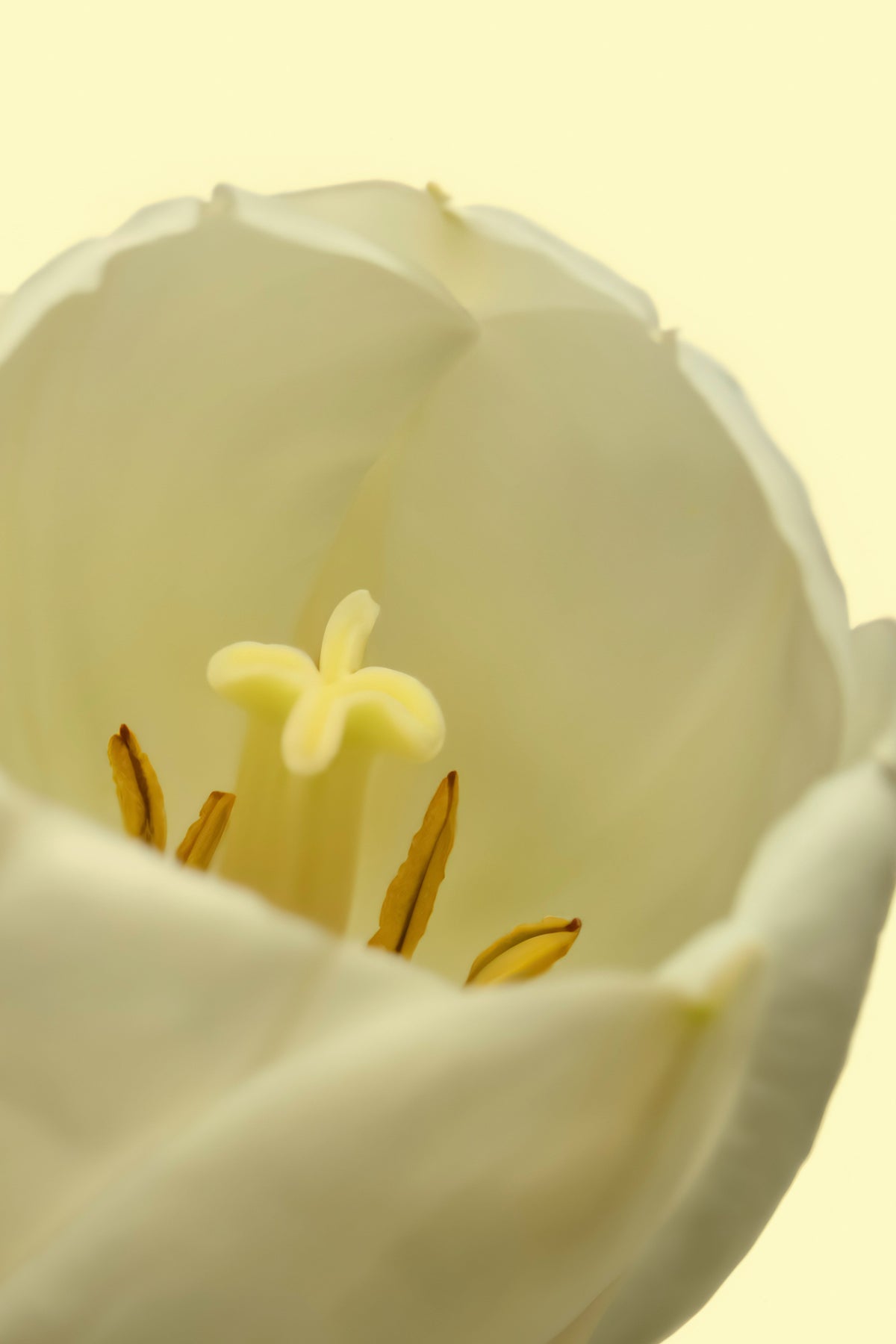 White Tulip 50ml Perfume Oil Rollerball - Signature Scent