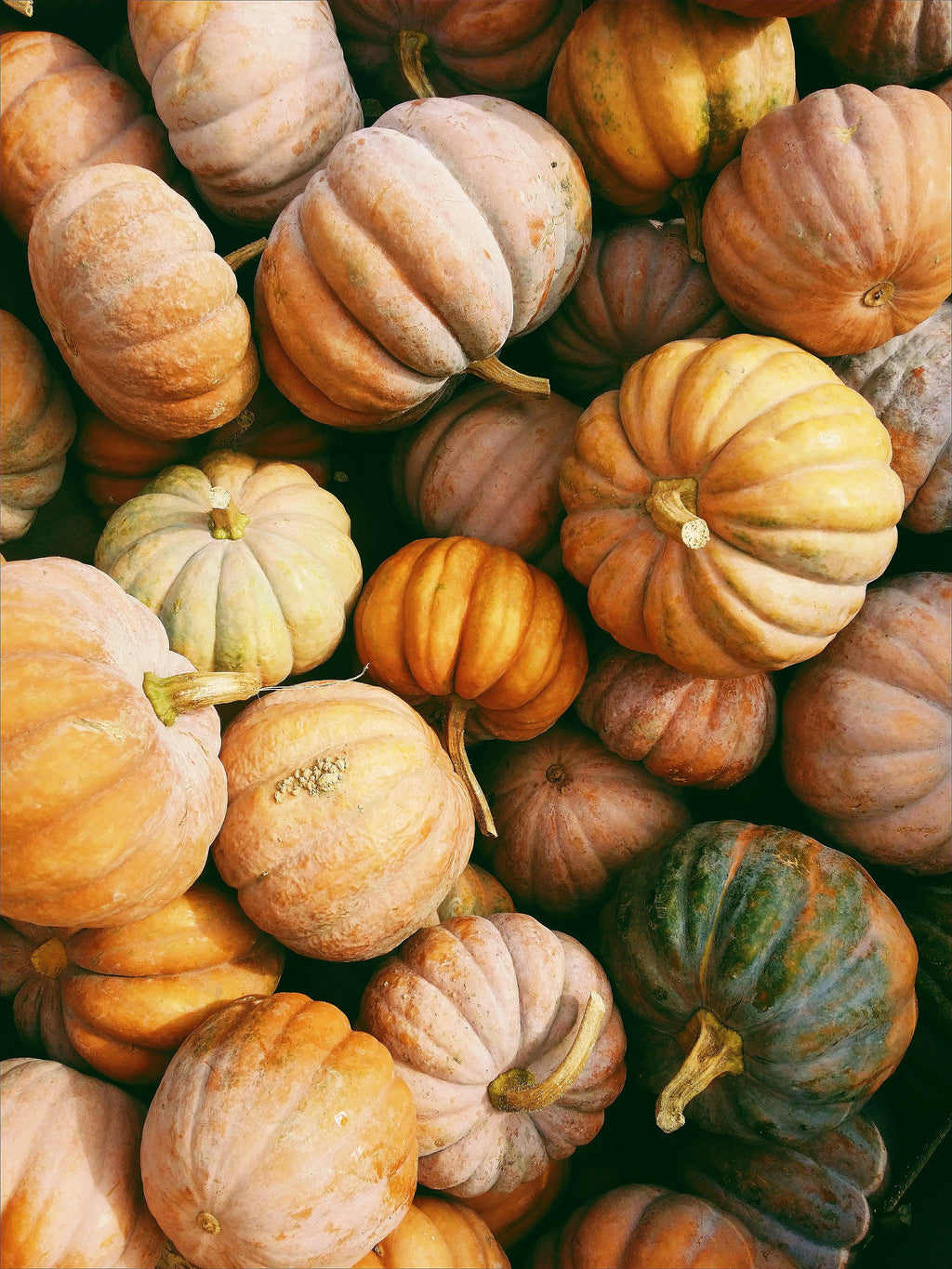 Pumpkin Harvest 15.2 oz Liquid Hand Soap - Hand Care