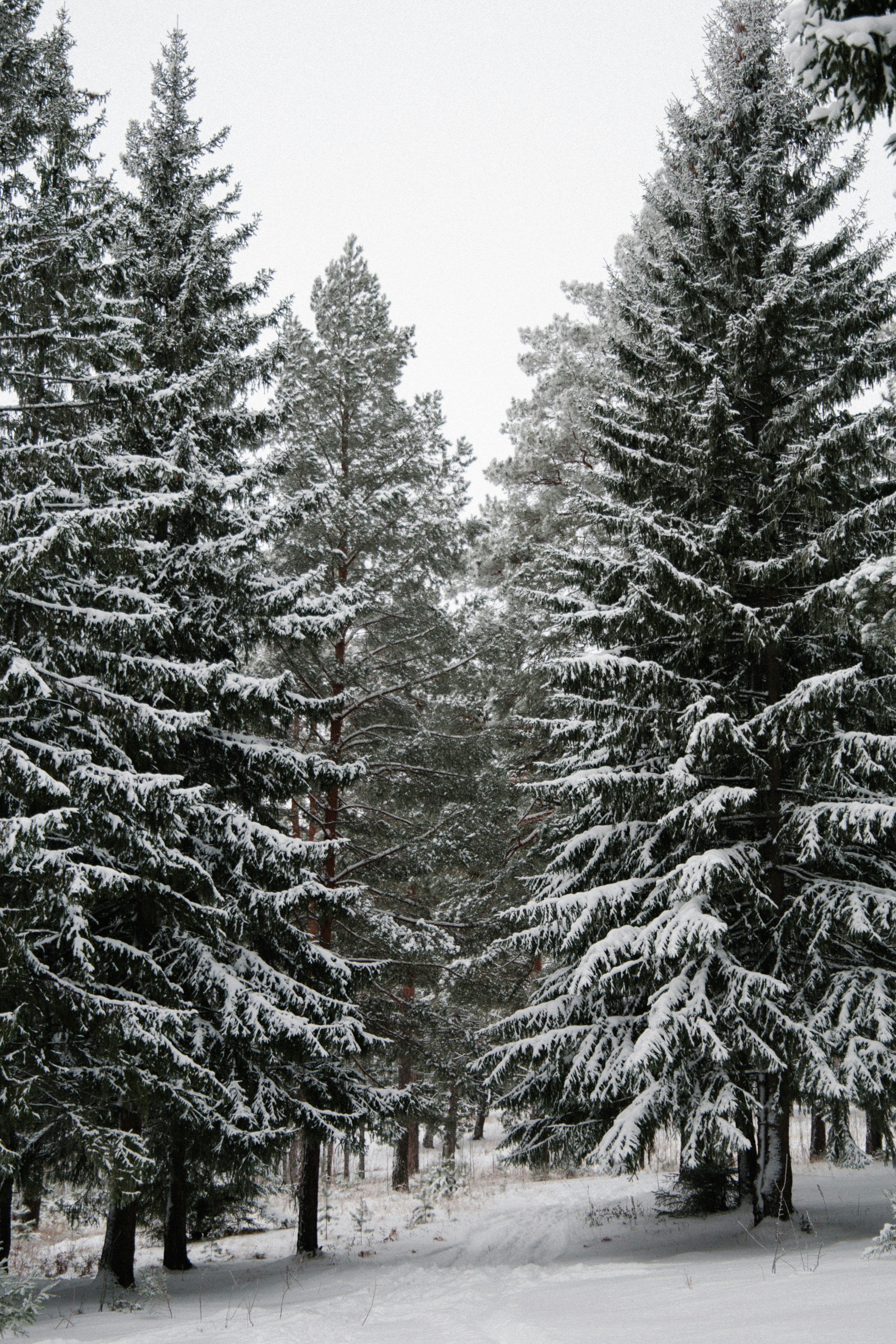 Winter Pine 12 oz scented candle - Scented Candle