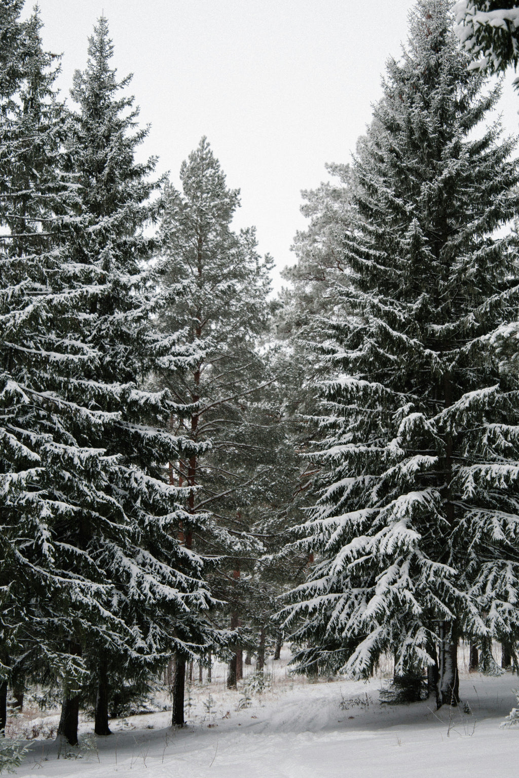 Winter Pine 12 oz scented candle - Scented Candle