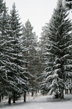 Winter Pine 12 oz scented candle - Scented Candle